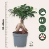 Bonsai - Ficus microcarpa - Wysokość 30-40cm - ⌀12cm Podgląd zdjęcia produktu 2