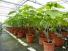 Blauglockenbaum Kiribaum 160 - 180 cm Paulownia tomentosa Produktbild-Vorschau 1