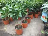 Citrus sinensis Sanguinello 80-100 cm - krvavý pomeranč Náhled obrázku produktu 3