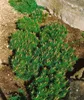 Pinus mugo 'Humpy', Bergkiefer, kompakt, 25–30 cm Produktbild-Vorschau 11