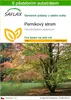 SAFLAX - perníkový strom - Cercidiphyllum japonicum - 200 Náhled obrázku produktu 1