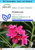 SAFLAX - Geschenk Set - Sukkulenten - Wüstenrose - 8 Samen Produktbild-Vorschau 1