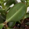Crassula Ovata, Geldbaum, Sukkulente, 15-20 cm, Topf 12 cm Produktbild-Vorschau 6