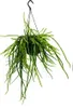 Urban Jungle Elegance Moderno cactus semaforo con grande Anteprima dell’immagine prodotto 2