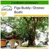 SAFLAX - Figa Buddy / Drzewo Bodhi - 100 Nasiona - Z Podgląd zdjęcia produktu 10