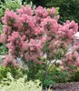 BALDUR Garten 1x Perückenstrauch Cotinus Smokey Joe® Produktbild-Vorschau 1