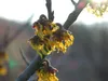 Hamamelis intermedia 'Arnold Promise', Zaubernuss, gelb, Produktbild-Vorschau 14