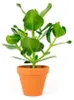 Gardners Clusia rosea, priemer 12 cm Náhľad obrázku produktu 1