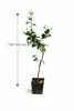 Limonka „La Valette“ 110–140 cm – kwaśna roślina z gatunku Podgląd zdjęcia produktu 5