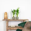 2er Set - Dypsis Lutescens - Goldfruchtpalme - Areca Palme Produktbild-Vorschau 4