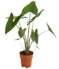 Dehner Pfeilblatt, Alocasia zebrina, gestreifte Stängel, Produktbild-Vorschau 1