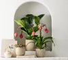 Dehner Medinille, Medinilla magnifica, rosa-farbene Blüten, Produktbild-Vorschau 6