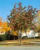 Sorbus aucuparia, Vogelbeere, 150–200 cm, robust und Produktbild-Vorschau 10