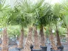 2 Stück Trachycarpus fortunei, 70 - 100 cm Stamm, 210 - 250 Produktbild-Vorschau 3