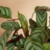 Bloomique - Calathea Compactstar - Plante d'intérieur - Voir les images du produit 4