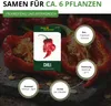 Chili Trinidad Moruga Scorpion Samen - Capsicum chinense - Produktbild-Vorschau 3