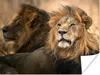 MuchoWow® Poster Löwe - Wild - Jagd 160x120 cm - Foto Produktbild-Vorschau 1