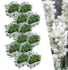 Plants by Frank | 72 Plantes de lavande vraie blanche | Voir les images du produit 1
