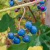 Vite canadese (Ampelopsis) Elegans 1L Anteprima dell’immagine prodotto 2