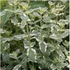 Mäta ananásová vkvalite - Mentha suaveolens variegata - Náhľad obrázku produktu 3