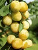 Prunus domestica 'Mirabelle von Nancy', gelb, 40 cm Produktbild-Vorschau 3