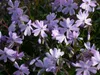Phlox subulata 'Emerald Cushion Blue', Polsterphlox, blau, Produktbild-Vorschau 5