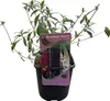Green boutiQ - Vlinderstruik - Buddleja davidii Tricolour - Voir les images du produit 3