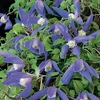 A close-up view of several blue clematis flowers with green leaves. Podgląd zdjęcia produktu