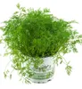 Enseleits Dill Pflanze, Frische Kräuterpflanze (Anethum Produktbild-Vorschau 1