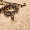 Zoomed Aspen Snake 26l - podłoże dla węży zoomed Podgląd zdjęcia produktu 4