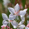 6 x Prachtkerze - Gaura lindheimeri | Topf 9cm x 9cm Náhľad obrázku produktu 1