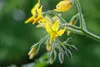 SAFLAX  -- Pomodoro - Golden Queen  - 15 semi - Solanum Anteprima dell’immagine prodotto 6