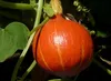 SAFLAX - Tekvica - Japonsko Hokkaido - Cucurbita maxima - Náhľad obrázku produktu 4