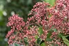 Skimmia japonica 'Rubella', immergrün, rote Knospen, 25–30 Produktbild-Vorschau 6