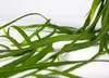 Bloomique - Lepismium Bolivianum - Zimmerpflanzen - Produktbild-Vorschau 3