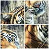 Poster - Poster ohne Rahmen - Indien stein tiger wild - Produktbild-Vorschau 8