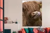 MuchoWow® Poster Schottischer Highlander - Braun - Tiere Produktbild-Vorschau 3