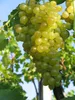 Vitis vinifera Millenium kernlose weiße Weinrebe Produktbild-Vorschau 1