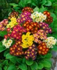 Primula elatior, Schlüsselblume, gelb, ca. 9x9 cm Topf Produktbild-Vorschau 11