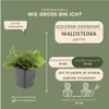 Plants by Frank | 48 Dreiblatt Golderdbeere Pflanzen | Produktbild-Vorschau 4