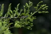 Metasequoia glyptostroboides, Urweltmammutbaum, 60–100 cm Produktbild-Vorschau 3