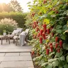 GreenboutiQ - Obstpflanzen - Taybes - Rubus Tayberry - Produktbild-Vorschau 6