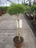 Pinus mugo Mops - Kugel-Kiefer Mops Stamm 40cm Produktbild-Vorschau 1
