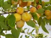 Mirabelle von Nancy Pflaumenbaum - Halbstamm Topfballen Produktbild-Vorschau 1