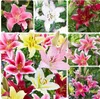 5x  Orientalische Lilien Frische Blumenzwiebeln  Zwiebeln Produktbild-Vorschau 1