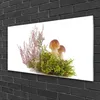 Acrylglasbilder 100x50 Wandbild Druck Pilze Pflanzen Produktbild-Vorschau 2