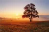 Wallario Poster - Sonnenaufgang über der Wiese mit Nebel, Produktbild-Vorschau 1