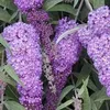 2 x  Arbuste à papillons  - Buddleja davidii « Nanho Blue » Voir les images du produit 2