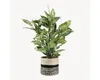 Dieffenbachia pvc avec pot gris Voir les images du produit 8