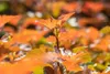 Physocarpus opulifolius 'Amber Jubilee', Blasenspiere, Produktbild-Vorschau 8